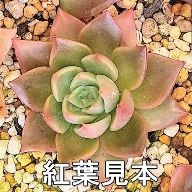 【現品】 ホワイトメタル １個 韓国苗 エケベリア ハンドメイドのフラワー/ガーデン(その他)の商品写真