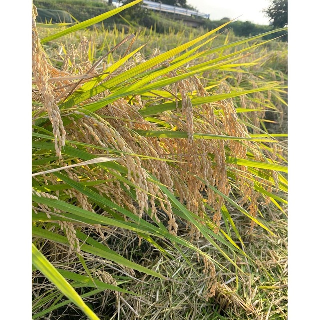 令和4年産　富山県立山産　こしひかり　米/穀物　sirasuさま専用ページ　精米20kg