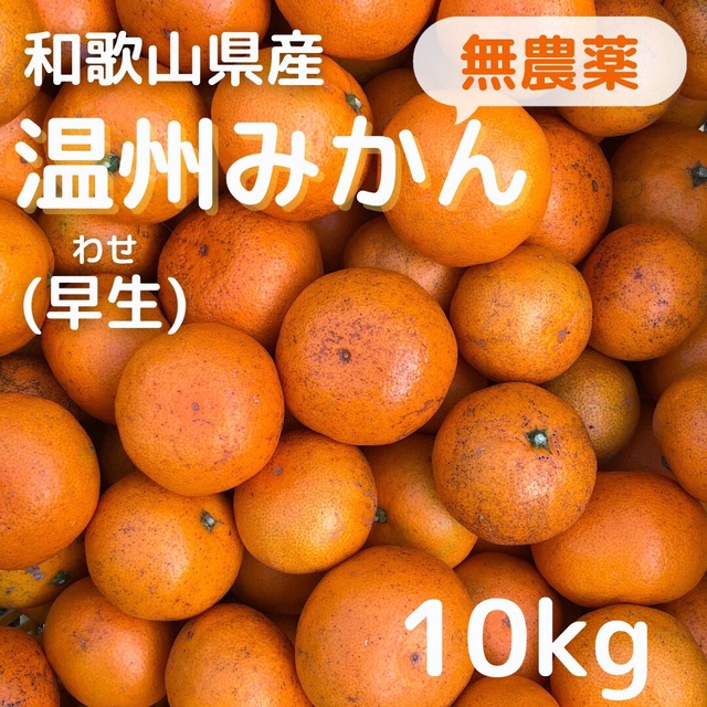 みかん 無農薬 10kg 早生みかん 和歌山県産 送料込み