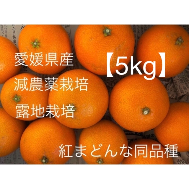 【再値下げ】☆愛媛県産・紅まどんなと同品種　愛果28号（5キロ） 食品/飲料/酒の食品(フルーツ)の商品写真