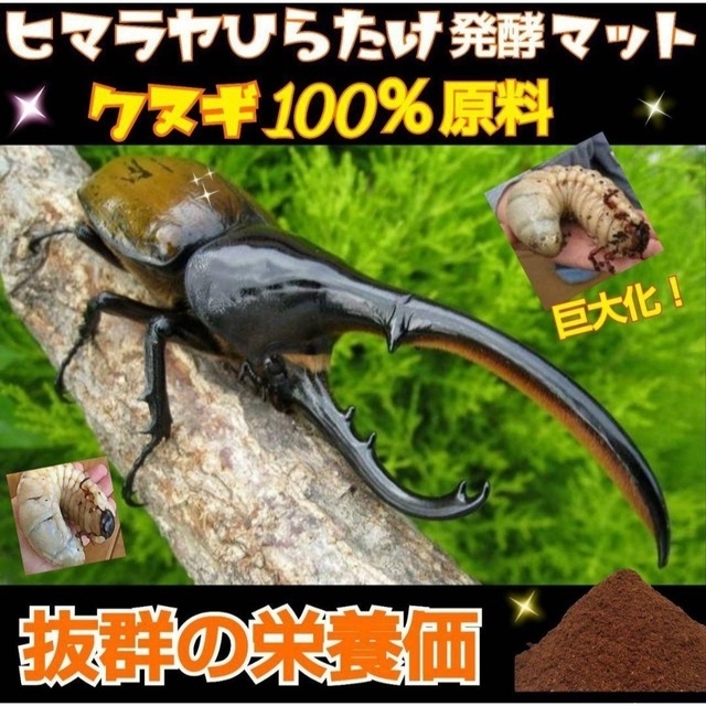 カブトムシ幼虫が大きくなる！発酵マット室内製造で雑虫混入％なし！