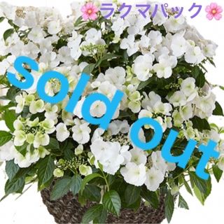 🌸sold out🌸《アジサイ苗　ラグランジア　ブライダルシャワー》挿し木苗(その他)