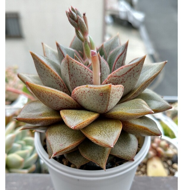 多肉植物 エケベリア 大和錦 抜き苗 | フリマアプリ ラクマ