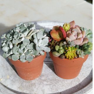 すぐ飾れる多肉植物　小さな寄せ植え　2個　　パープレウム(その他)