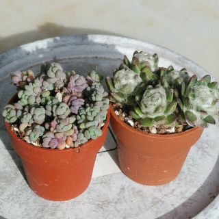 すぐ飾れる多肉植物　小さな寄せ植え　　　　2個鉢ごと発送　　パープルヘイズ、(その他)