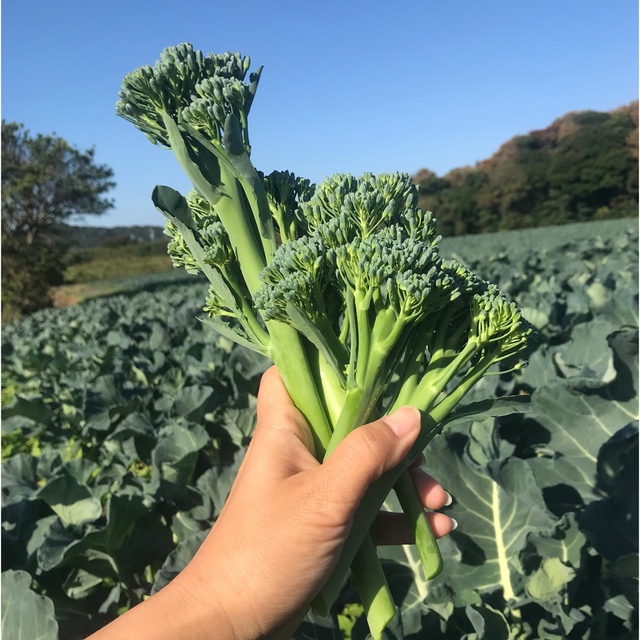 海辺育ちのブロッコリーニ 440~460g 食品/飲料/酒の食品(野菜)の商品写真