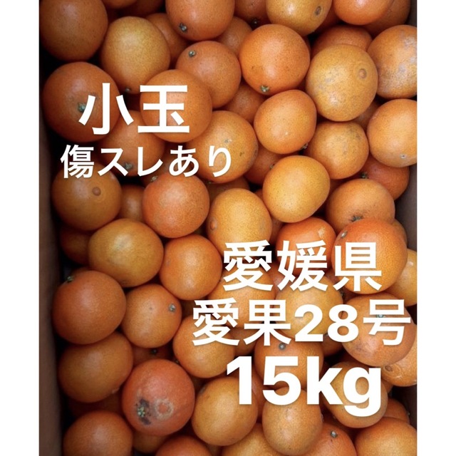 愛媛県産　愛果28号　柑橘　傷スレあり　15kg食品/飲料/酒