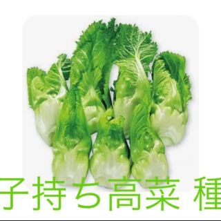 珍しく 冬たくさん収穫 子持ち高菜の種 20粒  今栽培時期です(野菜)