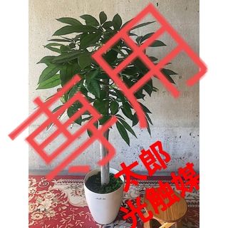 光触媒　人工観葉植物　ウォールグリーン　フェイクグリーン　パキラ丸刈116