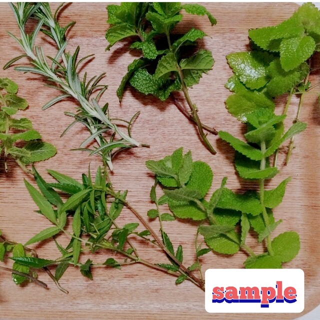 🌿無農薬栽培ハーブ苗6種セット🌿 食品/飲料/酒の食品(野菜)の商品写真