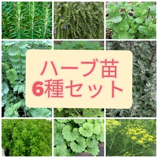 🌿無農薬栽培ハーブ苗6種セット🌿(野菜)