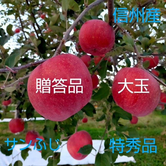 信州産 りんご「サン ふじ 」合計4箱 食品/飲料/酒の食品(フルーツ)の商品写真