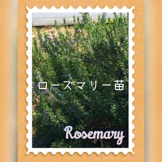 【2株】ローズマリー発根苗木 立性  高さ10㎝以上(プランター)