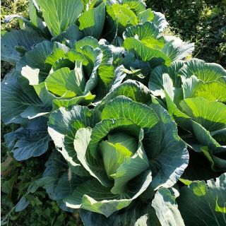 自然農　固定種　野菜　セット(野菜)