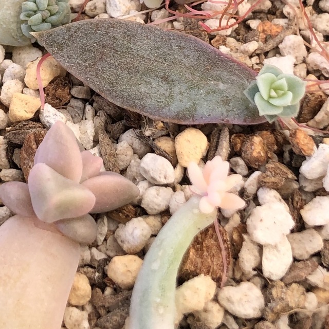 専用‼︎多肉植物^o^ 限定1セット❣️葉挿し赤ちゃん10種12コセット