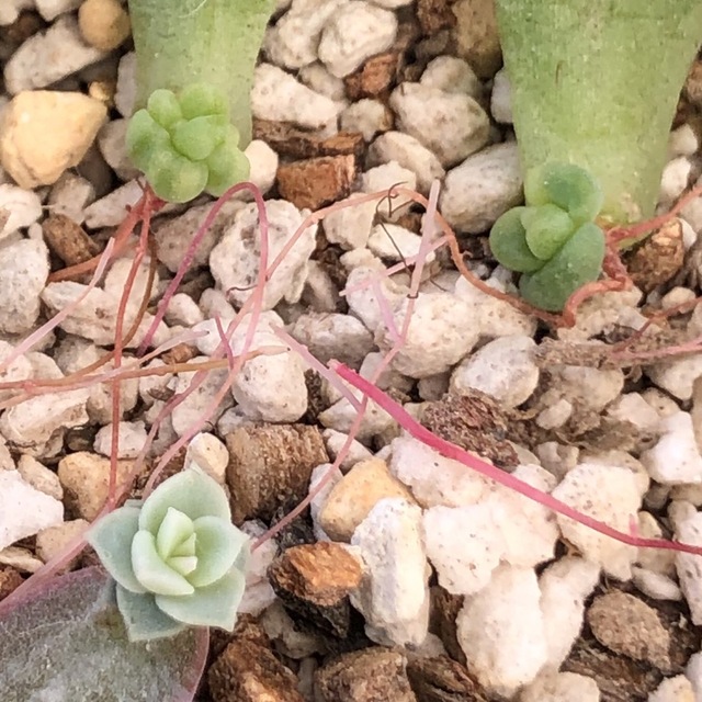 専用‼︎多肉植物^o^ 限定1セット❣️葉挿し赤ちゃん10種12コセット インテリア/住まい/日用品のインテリア/住まい/日用品 その他(その他)の商品写真