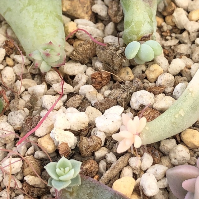 専用‼︎多肉植物^o^ 限定1セット❣️葉挿し赤ちゃん10種12コセット