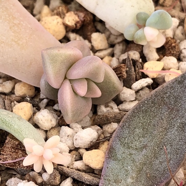 専用‼︎多肉植物^o^ 限定1セット❣️葉挿し赤ちゃん10種12コセット