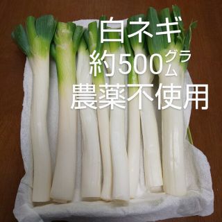 白ネギ 約500㌘ 農薬不使用(野菜)