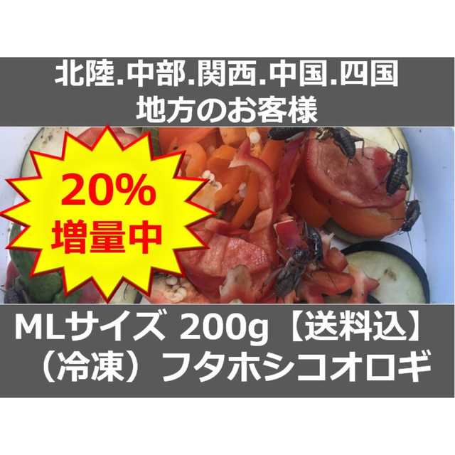 北陸中部関西中国四国地方の方　冷凍コオロギ 240ｇMLサイズ フタホシコオロギ その他のペット用品(爬虫類/両生類用品)の商品写真