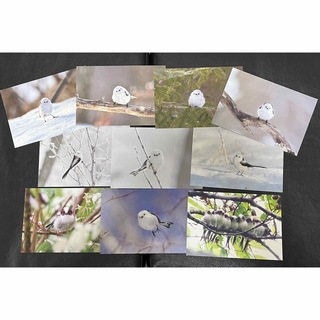 写真集「シマエナガちゃん」シリーズ3部作の特製写真ポストカード12枚！