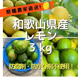 【訳ありご家庭用】和歌山県産レモン・3kg・ジュースや加工に！(フルーツ)