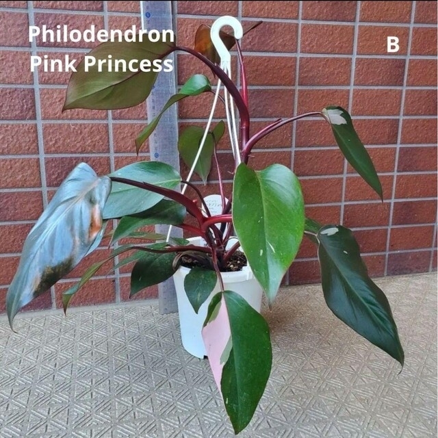 Philodendron Pink フィロデンドロン ピンクプリンセス　B