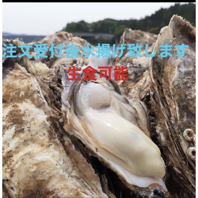 南三陸志津川産　漁師直送　生食可　真牡蠣5kg 送料込み　注文受付後水揚げ！