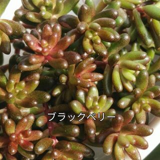 多肉植物　　ブラックベリー　30カット以上　　セダム(プランター)