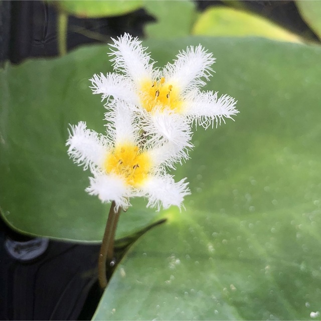 今だけ3株　メダカに優しい【自家繁殖】ガガブタ 殖芽　ベタ水槽日本産水草めだか その他のペット用品(アクアリウム)の商品写真