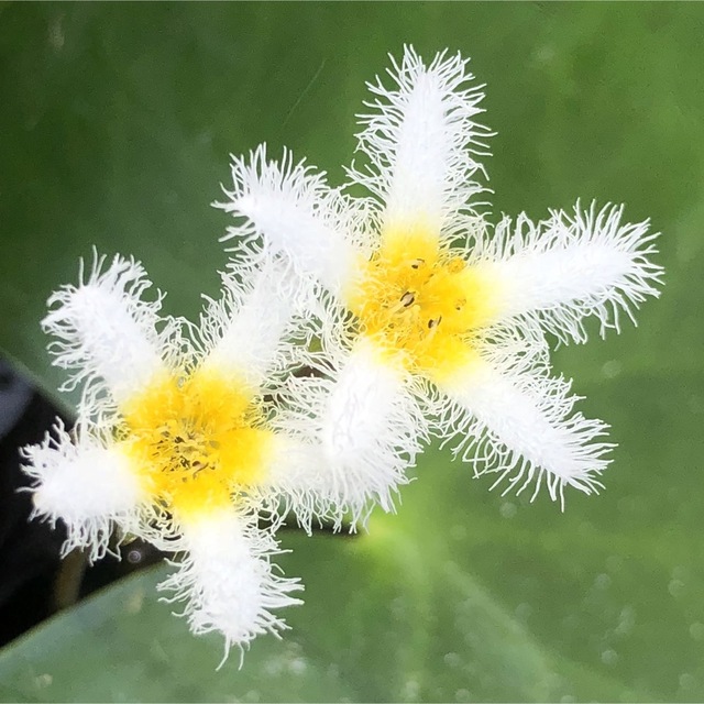 今だけ3株　メダカに優しい【自家繁殖】ガガブタ 殖芽　ベタ水槽日本産水草めだか その他のペット用品(アクアリウム)の商品写真