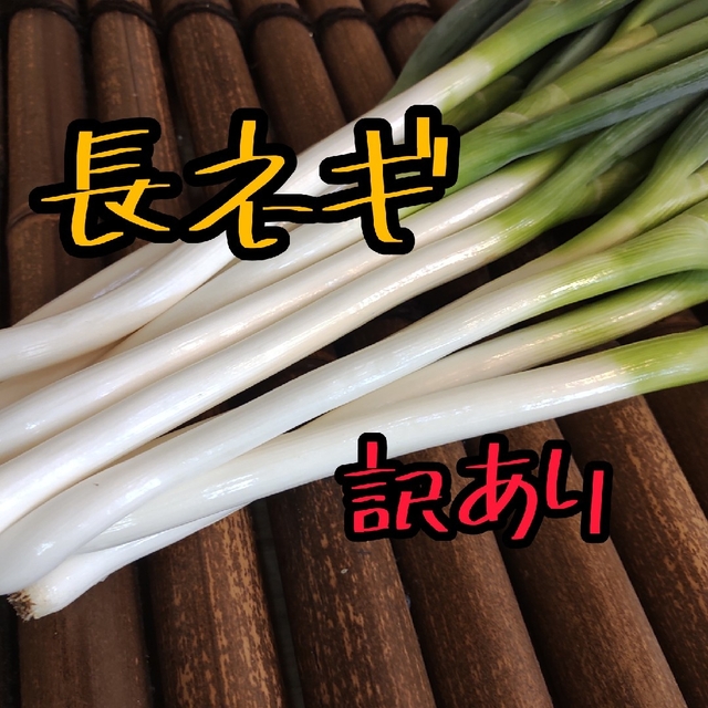 【訳あり】京都産　白ネギ　長ネギ　新鮮（第1弾） 食品/飲料/酒の食品(野菜)の商品写真