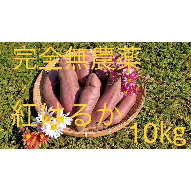 【年末セール】完全無農薬 さつまいも　紅はるか 10kg 食品/飲料/酒の食品(野菜)の商品写真