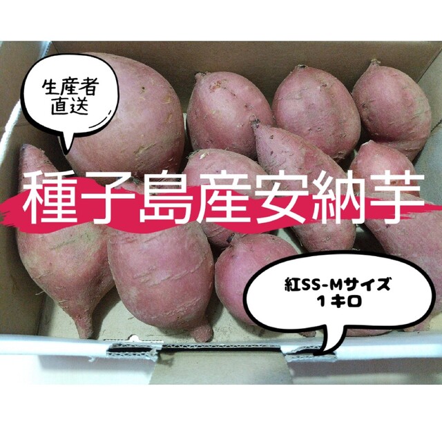 種子島産安納芋紅SS-Mサイズ 食品/飲料/酒の食品(野菜)の商品写真