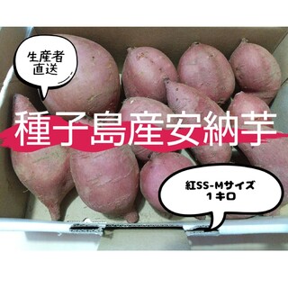 種子島産安納芋紅SS-Mサイズ(野菜)
