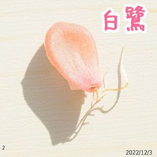 【追跡付き】白鷺  葉挿し ② 発根済み！ 多肉植物 ぷくぷく(その他)