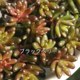 多肉植物　　ブラックベリー　　30カット　　セダム(その他)