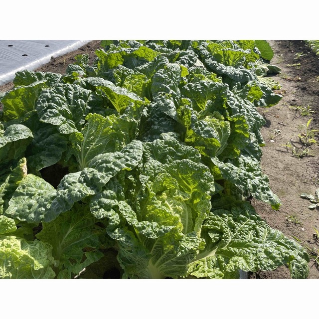 無農薬野菜詰め合わせ　(80サイズ) 食品/飲料/酒の食品(野菜)の商品写真