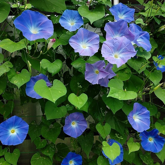西洋朝顔ヘブンリーブルーの種50粒 ハンドメイドのフラワー/ガーデン(プランター)の商品写真