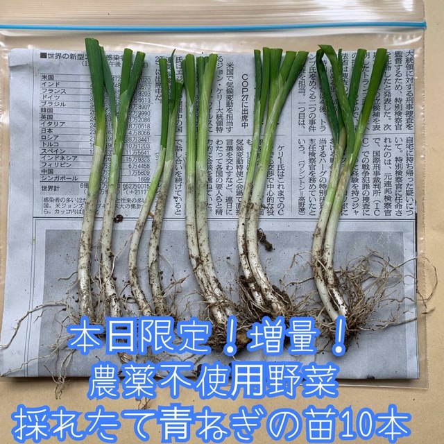 増量！農薬不使用野菜＊根っこ＆土付き青ねぎの苗10本＊セット＊ネコポス 食品/飲料/酒の食品(野菜)の商品写真