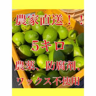 無農薬　レモン　農家直送　国産　5キロ(フルーツ)