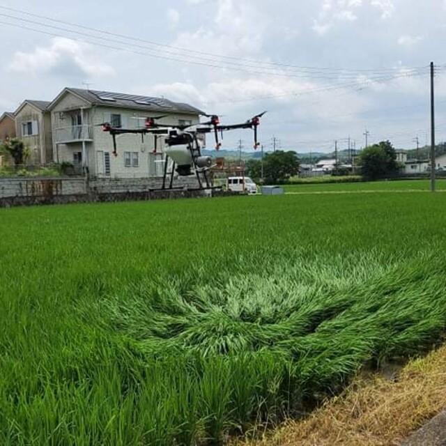 R５年度　京都産　ヒノヒカリ 食品/飲料/酒の食品(米/穀物)の商品写真