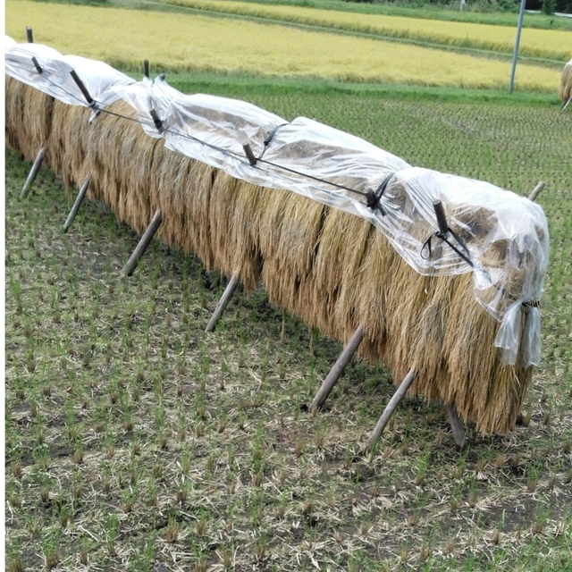 にこちゃん様専用特一等米コシヒカリ玄米1030キロ無農薬に作って上げた
