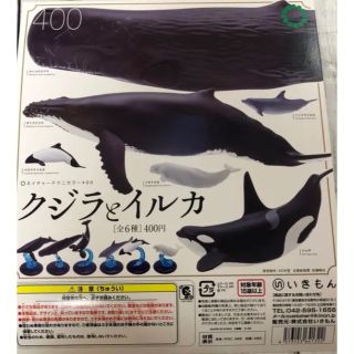 いきもん ネイチャーテクニカラー400クジラとイルカ全6種コンプセット新品(その他)