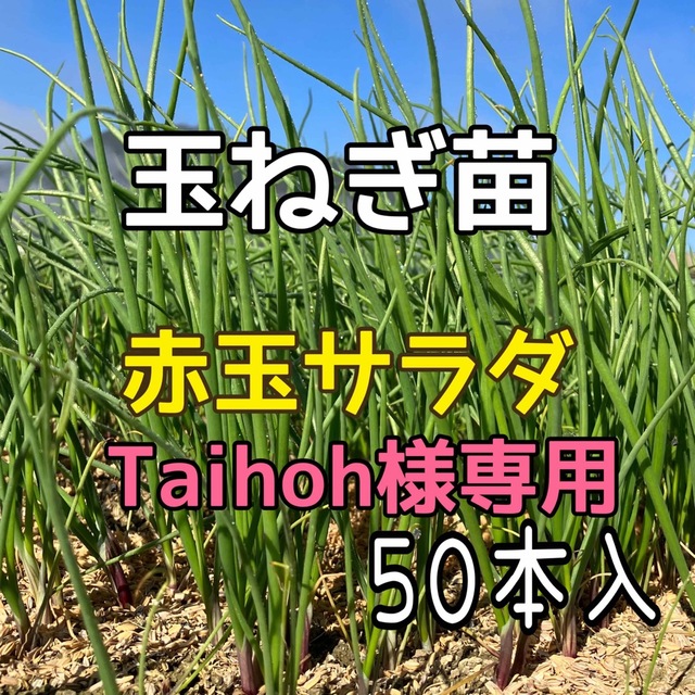 玉ねぎ苗　赤たまサラダ５０本入　専用商品です。 食品/飲料/酒の食品(野菜)の商品写真