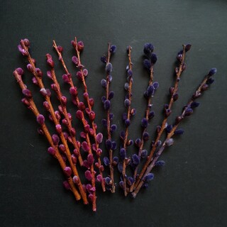ミニネコヤナギ 2色 10本 ドライフラワー ハーバリウム花材(ドライフラワー)