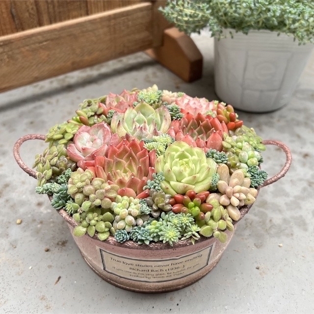 sample》多肉植物 寄せ植え 水密桃 エケベリア 東京発の通販 by sample》多肉植物 寄せ植え 水密桃 エケベリア 東京発の通販 by