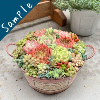 《sample》多肉植物　寄せ植え　水密桃　エケベリア　東京発(その他)