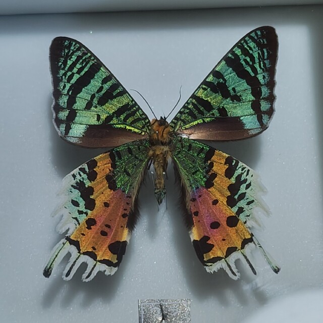 標本　ニシキオオツバメガ その他のペット用品(虫類)の商品写真