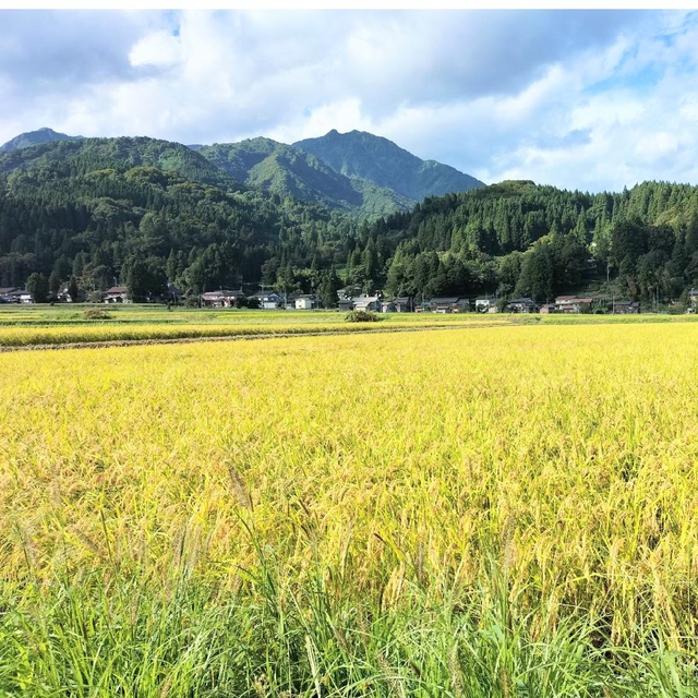 新潟県糸魚川産☆新米コシヒカリ30kg　米/穀物